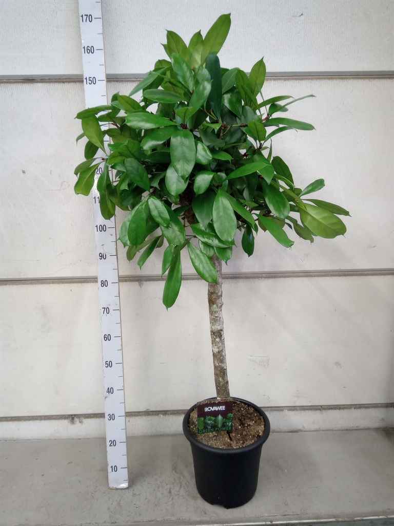 Горшечные цветы и растения оптом Ficus Cyathistipula от 1шт из Голландии с доставкой по России