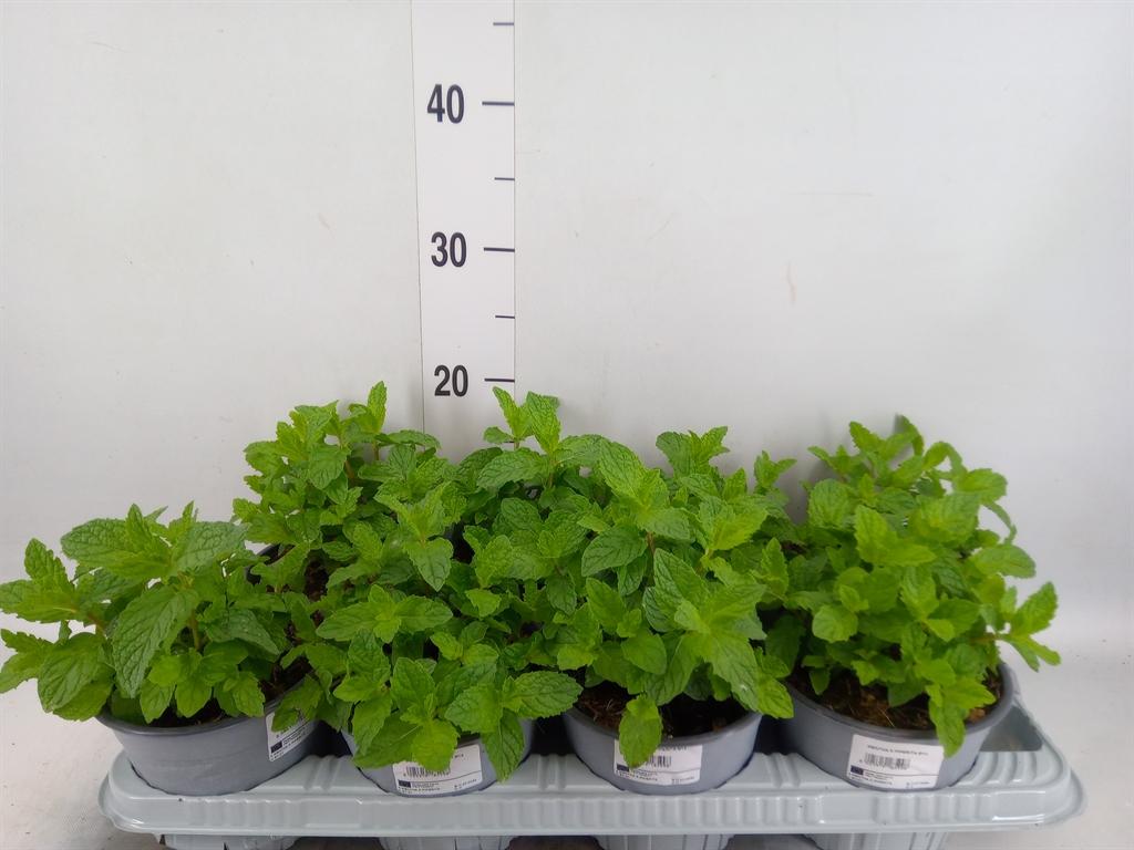 Горшечные цветы и растения оптом Mentha Piperita от 8шт из Голландии с доставкой по России
