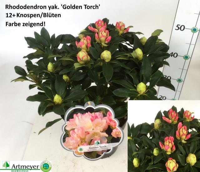 Горшечные цветы и растения оптом Rhod Ya Golden Torch от 1шт из Голландии с доставкой по России