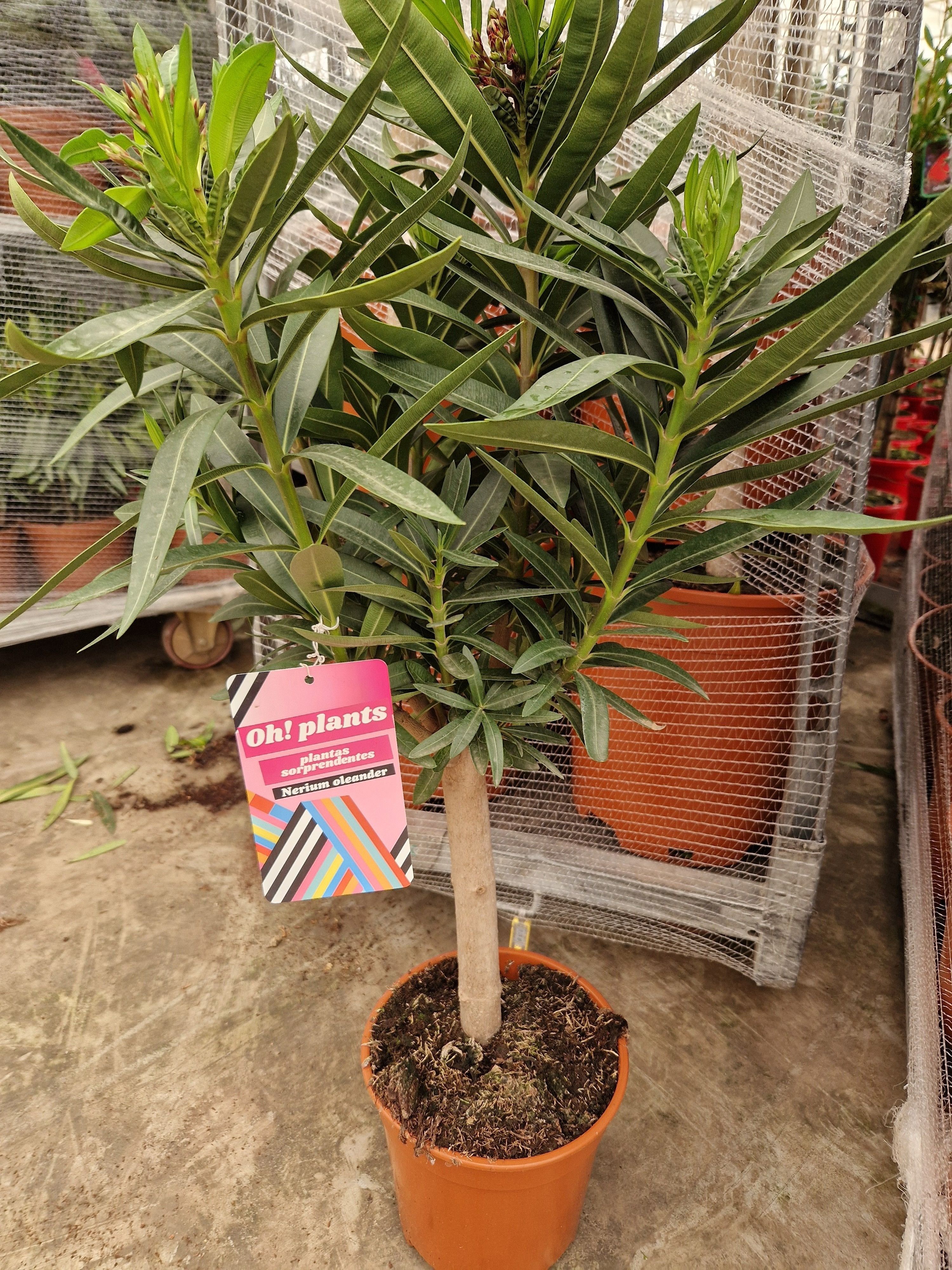 Горшечные цветы и растения оптом Neri Oleander от 3шт из Голландии с доставкой по России