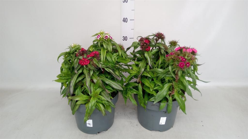 Горшечные цветы и растения оптом Dianthus Barb. от 1шт из Голландии с доставкой по России
