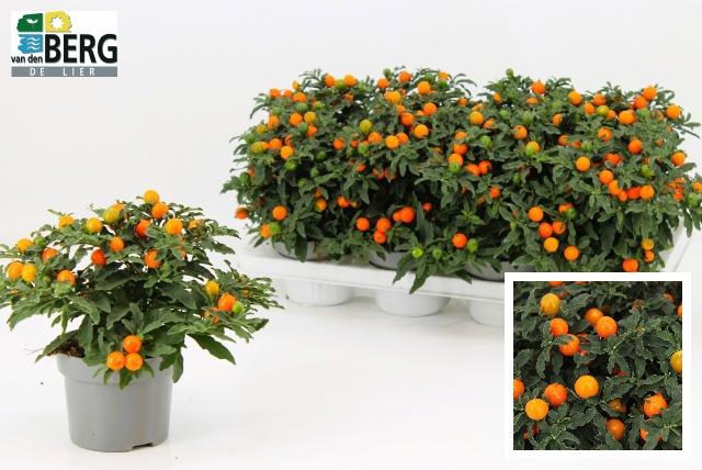 Горшечные цветы и растения оптом Solan Pseudocapsic от 8шт из Голландии с доставкой по России