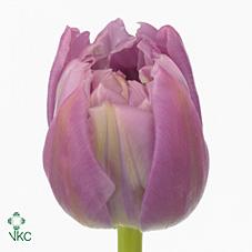 Срезанные цветы оптом Tulipa do double price от 50шт из Голландии с доставкой по России