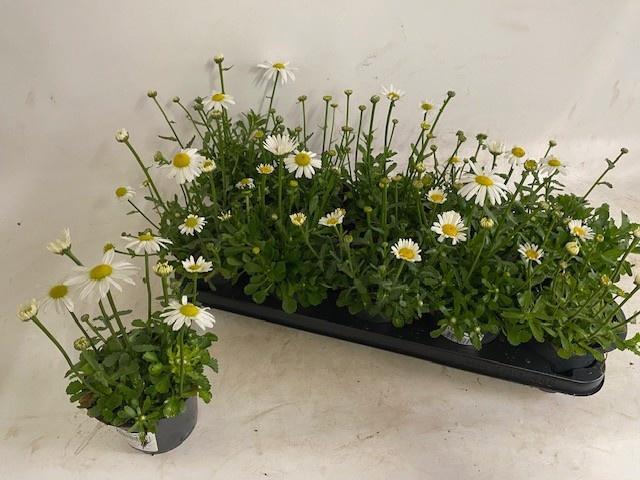 Горшечные цветы и растения оптом Leuc S Dwarf Snow La от 10шт из Голландии с доставкой по России