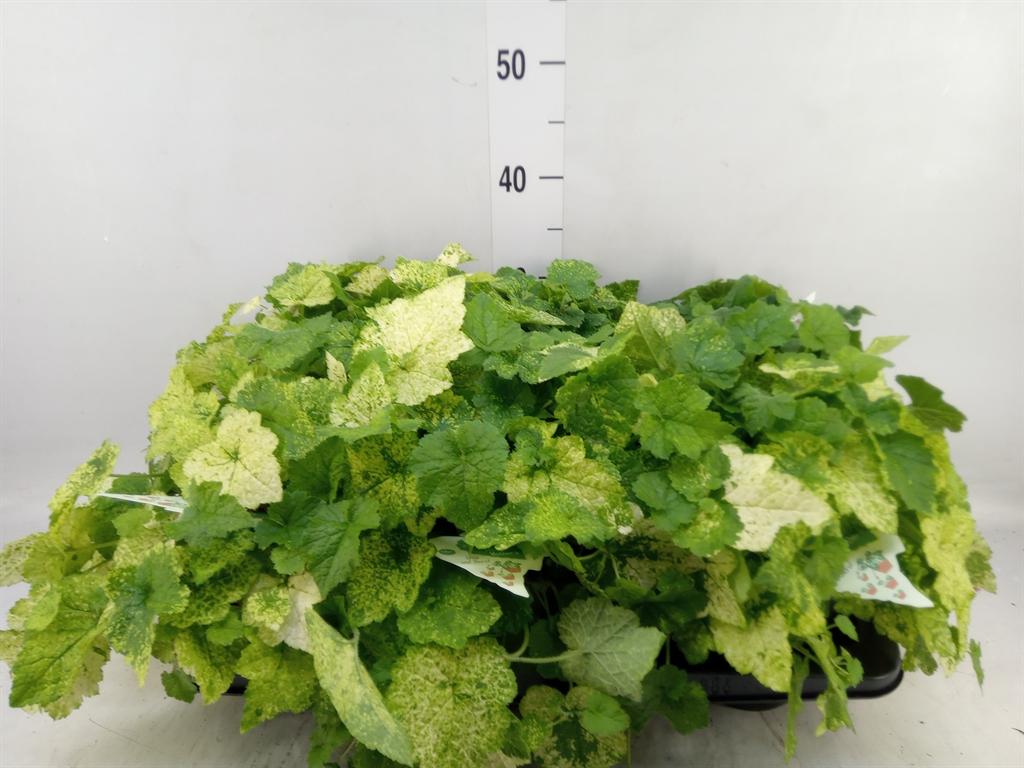 Горшечные цветы и растения оптом Tolmiea Menziesii   ...variegated от 6шт из Голландии с доставкой по России