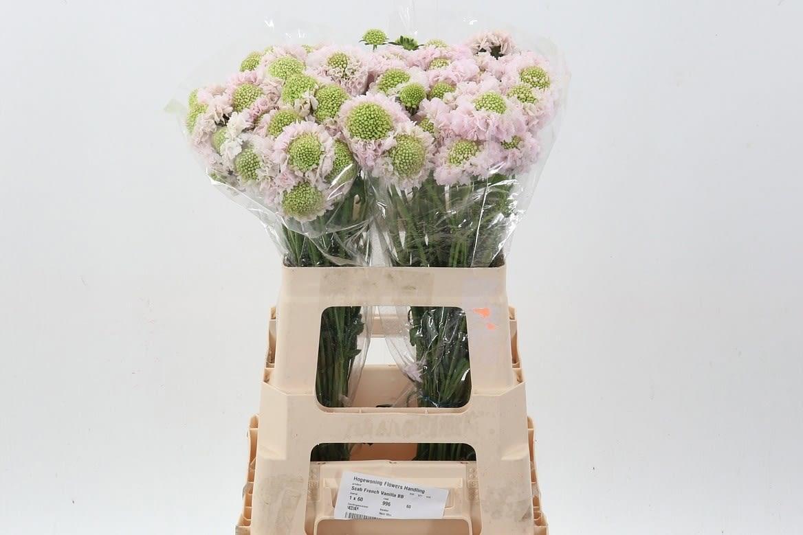 Срезанные цветы оптом Scabiosa french vanilla bon bon scoop от 60шт из Голландии с доставкой по России