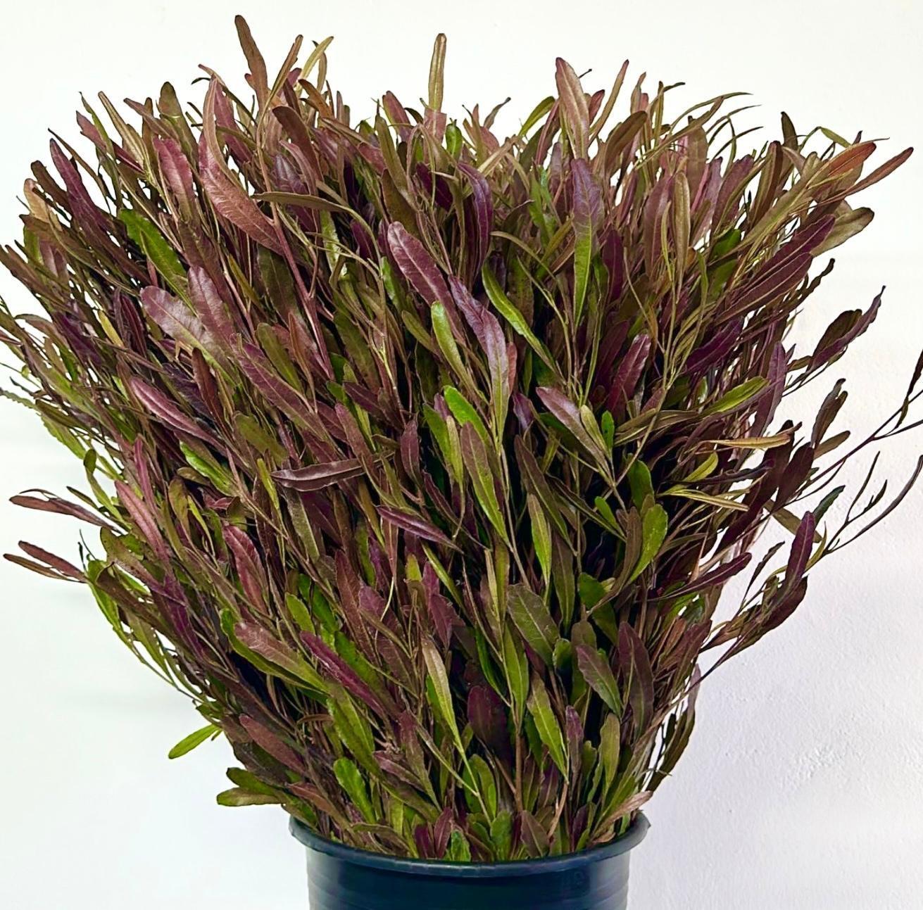 Срезанные цветы оптом Dodonaea viscosa от 150шт из Голландии с доставкой по России