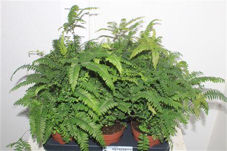 Горшечные цветы и растения оптом Adian Bronze Venus от 6шт из Голландии с доставкой по России