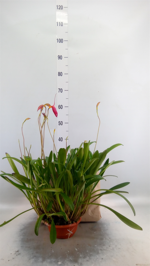 Горшечные цветы и растения оптом Orchideeen   ... от 1шт из Голландии с доставкой по России