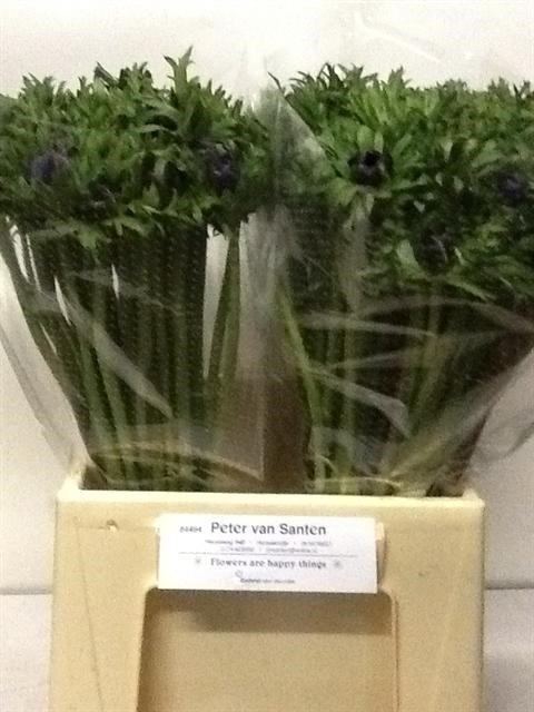 Срезанные цветы оптом Anemone meron bordeaux от 100шт из Голландии с доставкой по России