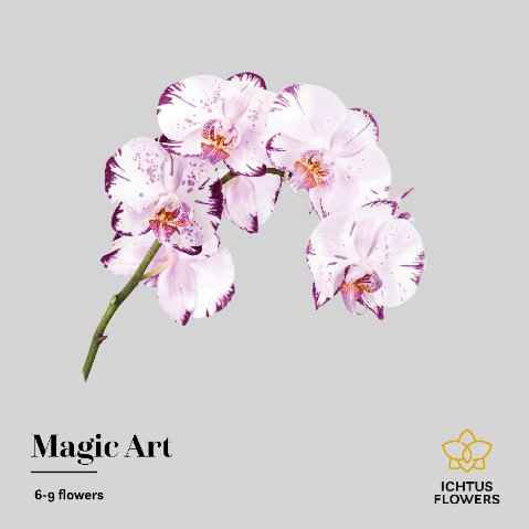 Срезанные цветы оптом Phalaenopsis magic art (per stem) от 10шт. из Голландии с доставкой по России