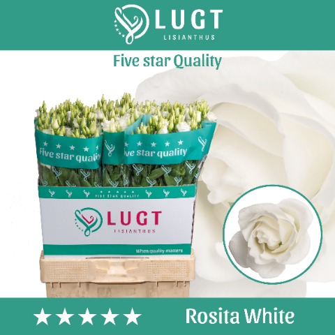 Срезанные цветы оптом Lisianthus do rosita white от 140шт. из Голландии с доставкой по России