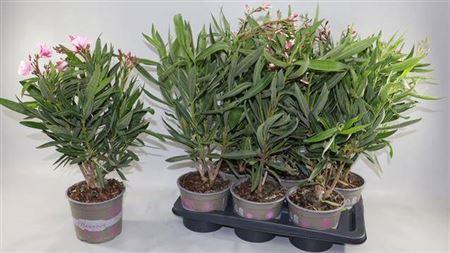 Горшечные цветы и растения оптом Nerium Oleander Bush 6+ от 6шт из Голландии с доставкой по России
