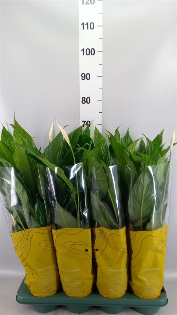 Горшечные цветы и растения оптом Spathiphyllum sweet Chico от 8шт из Голландии с доставкой по России
