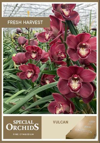 Срезанные цветы оптом Cymbidium red vulcan от 10шт из Голландии с доставкой по России