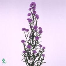 Срезанные цветы оптом Aster astee milka dark от 100шт из Голландии с доставкой по России