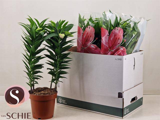 Горшечные цветы и растения оптом Lil Or Entertainer от 5шт из Голландии с доставкой по России