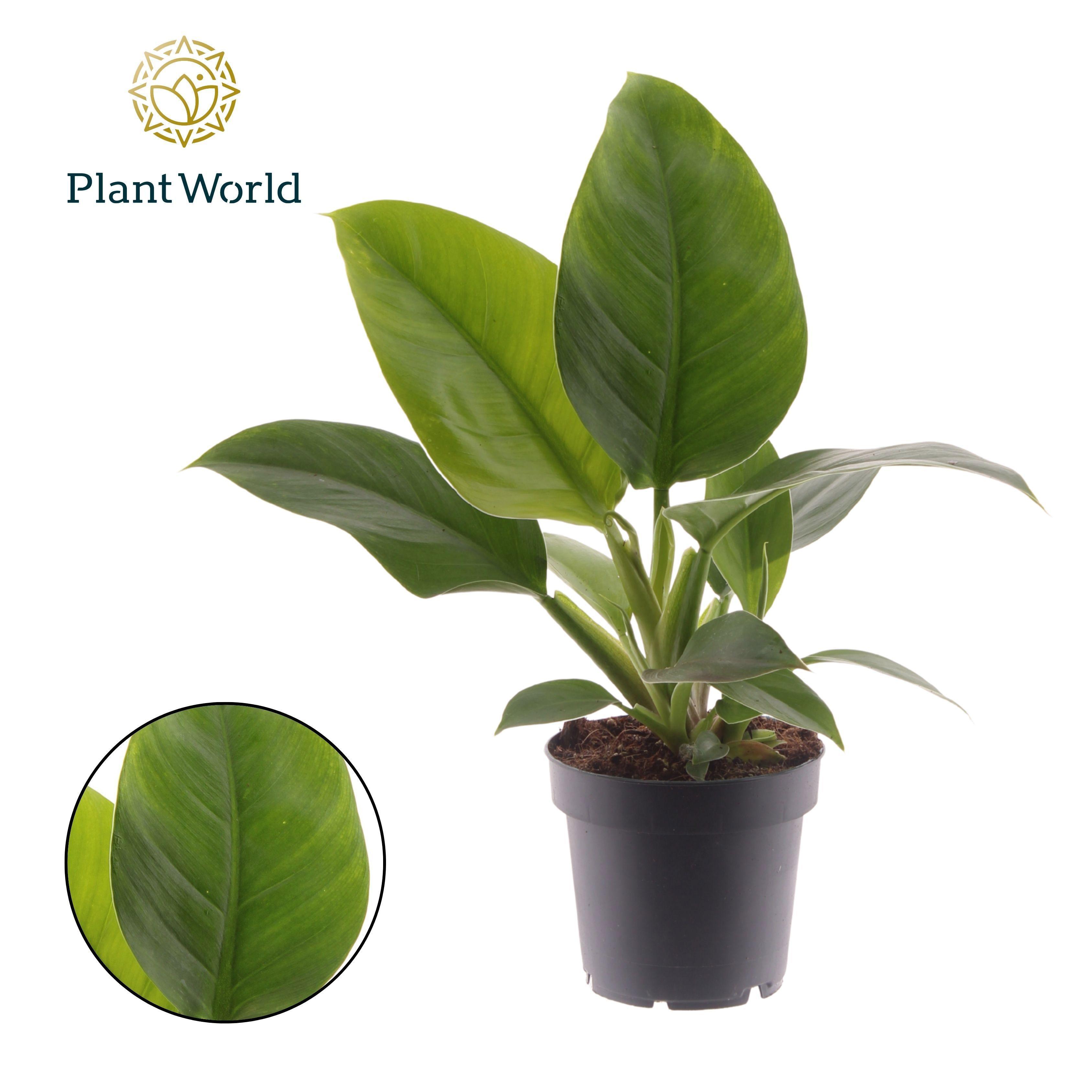 Горшечные цветы и растения оптом Philodendron Imperial Green от 10шт из Голландии с доставкой по России