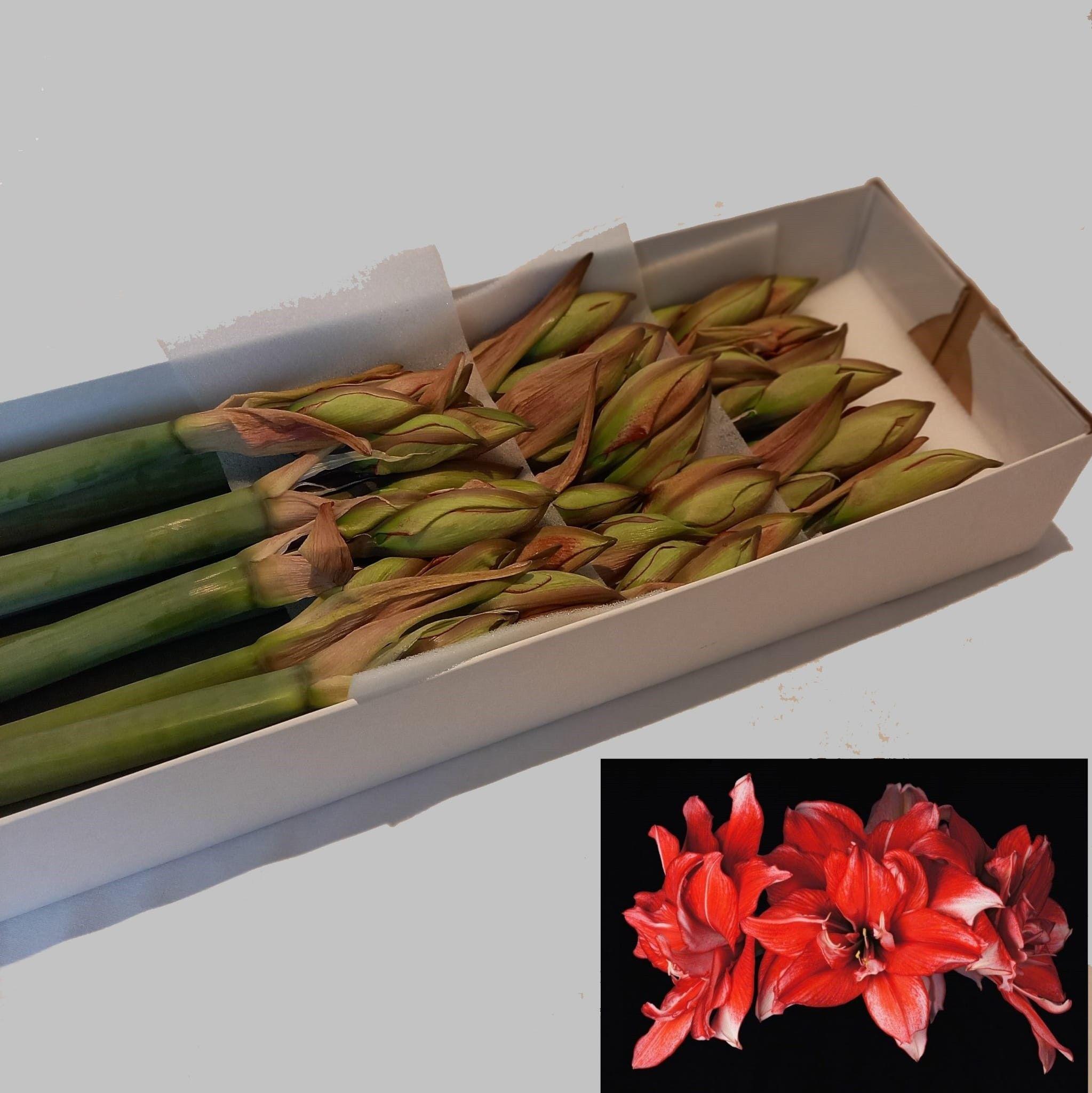 Срезанные цветы оптом Hippeastrum flamed amadeus от 12шт из Голландии с доставкой по России