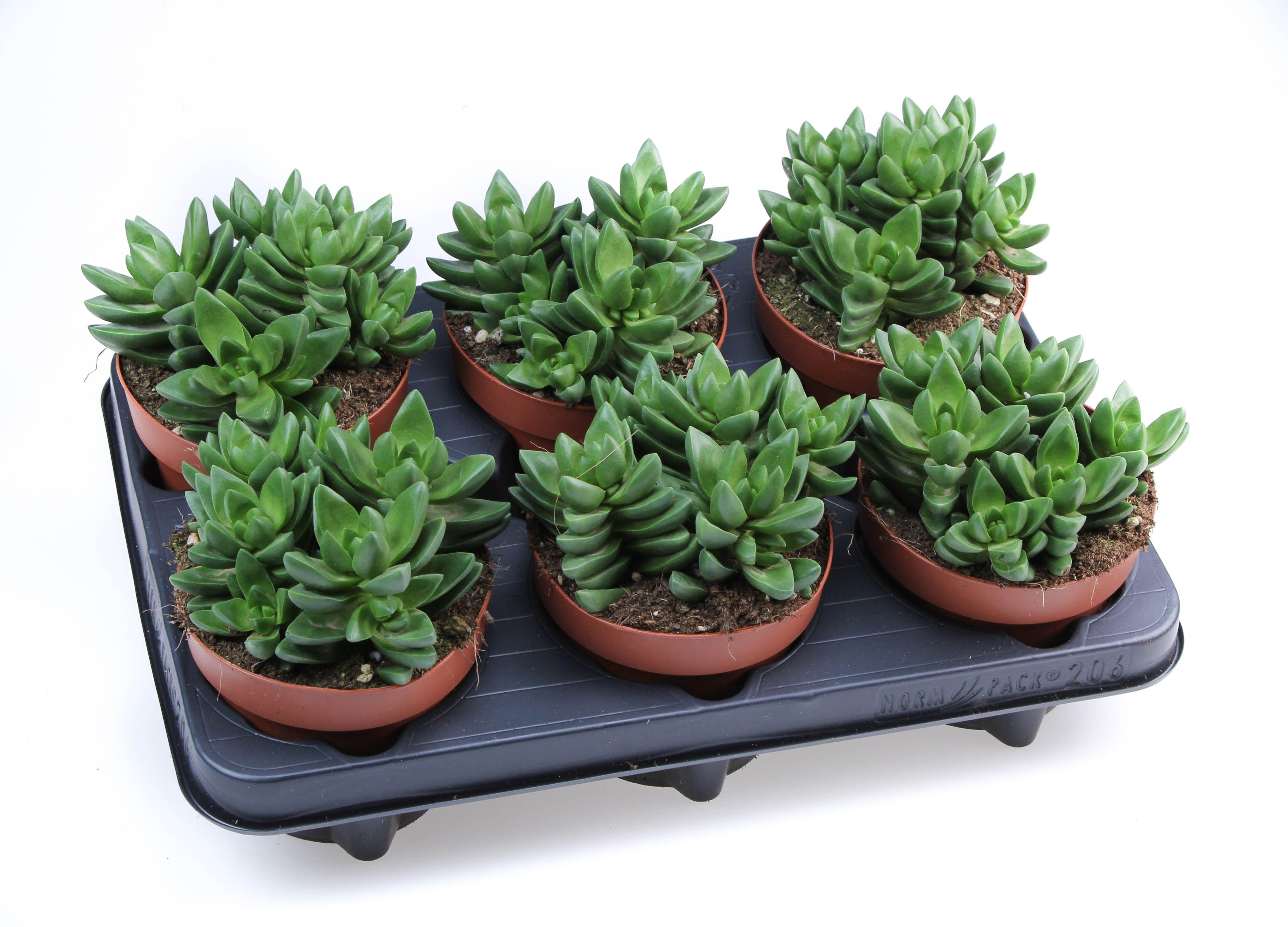 Горшечные цветы и растения оптом Crassula Ben от 6шт из Голландии с доставкой по России
