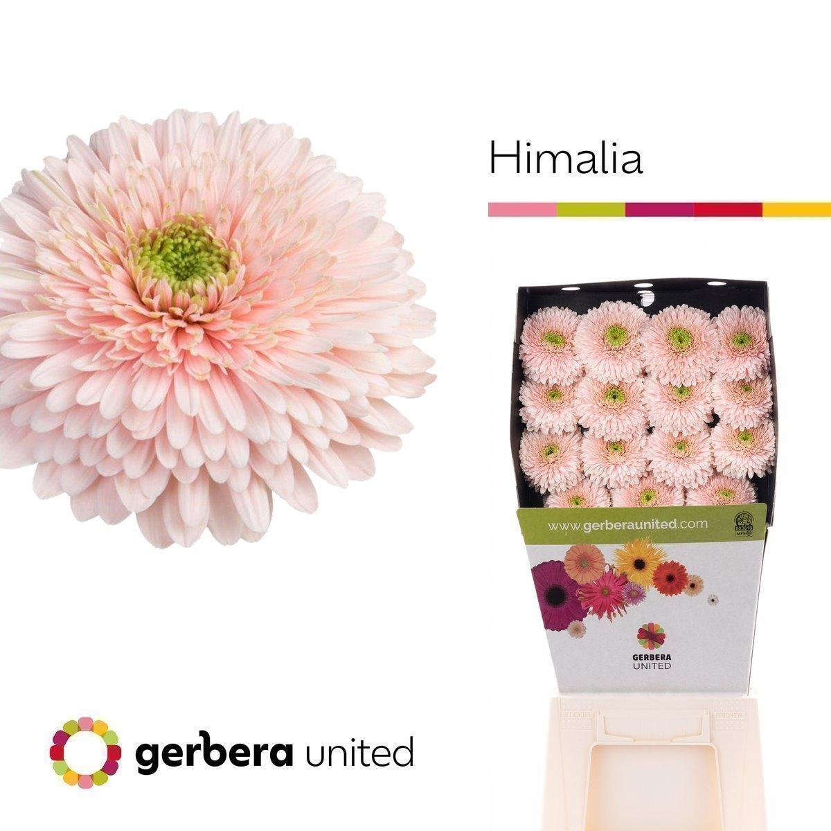 Срезанные цветы оптом Gerbera diamond terra himalia A от 30шт из Голландии с доставкой по России