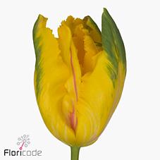 Срезанные цветы оптом Tulipa fre la courtine parrot от 50шт из Голландии с доставкой по России