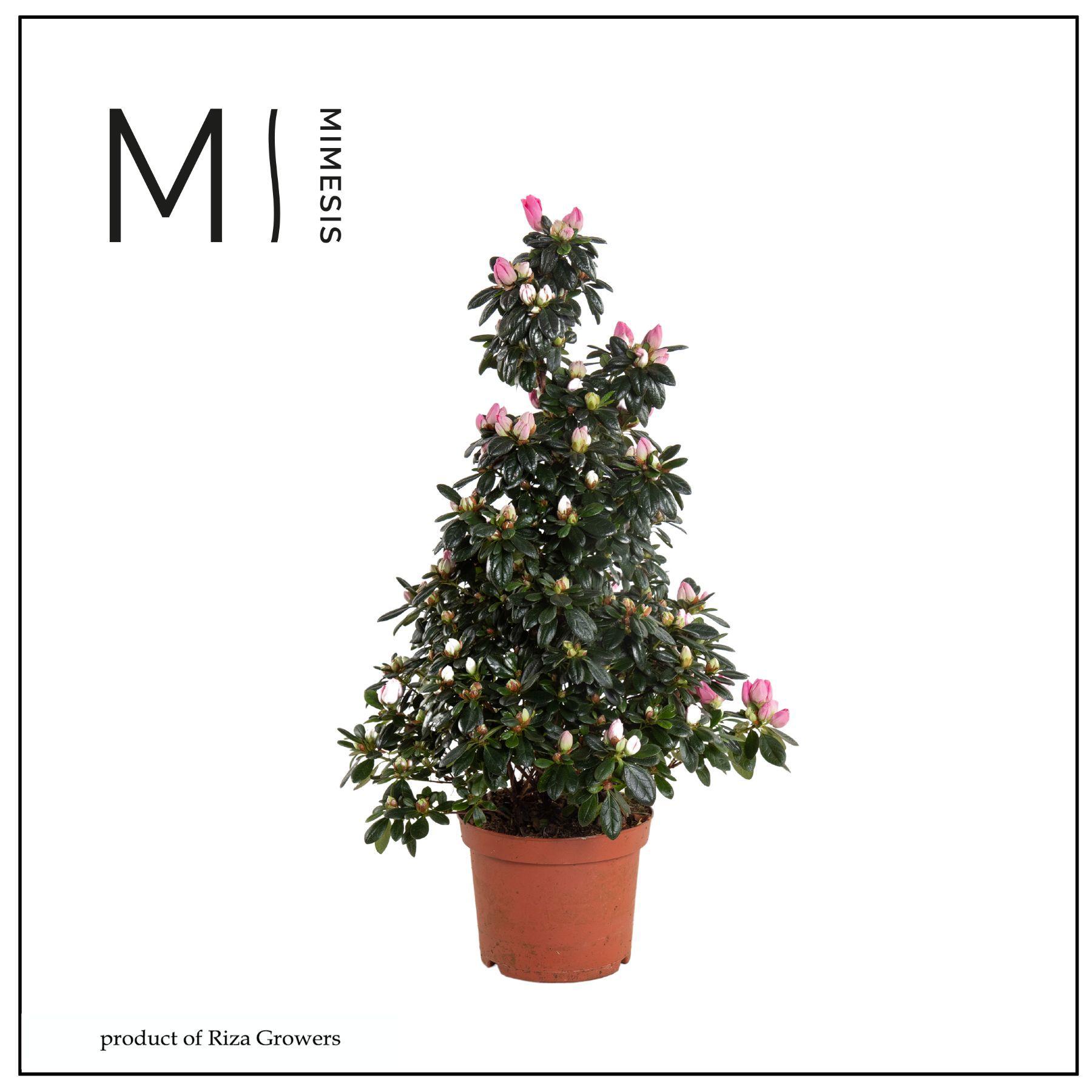 Горшечные цветы и растения оптом Rhodo Si Hellmut Vog от 6шт из Голландии с доставкой по России