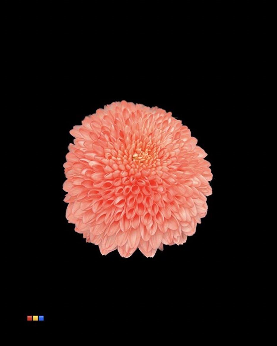 Срезанные цветы оптом Chrys bl paint superbowl red от 40шт из Голландии с доставкой по России