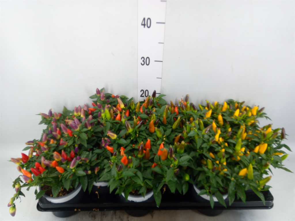 Горшечные цветы и растения оптом Capsicum Sombrero Mix от 12шт из Голландии с доставкой по России