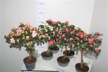 Горшечные цветы и растения оптом ** Rhodo Ov Stam * Spring Deal * от 6шт из Голландии с доставкой по России