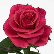 Срезанные цветы оптом Rosa la tacazzi+ от 380шт из Голландии с доставкой по России