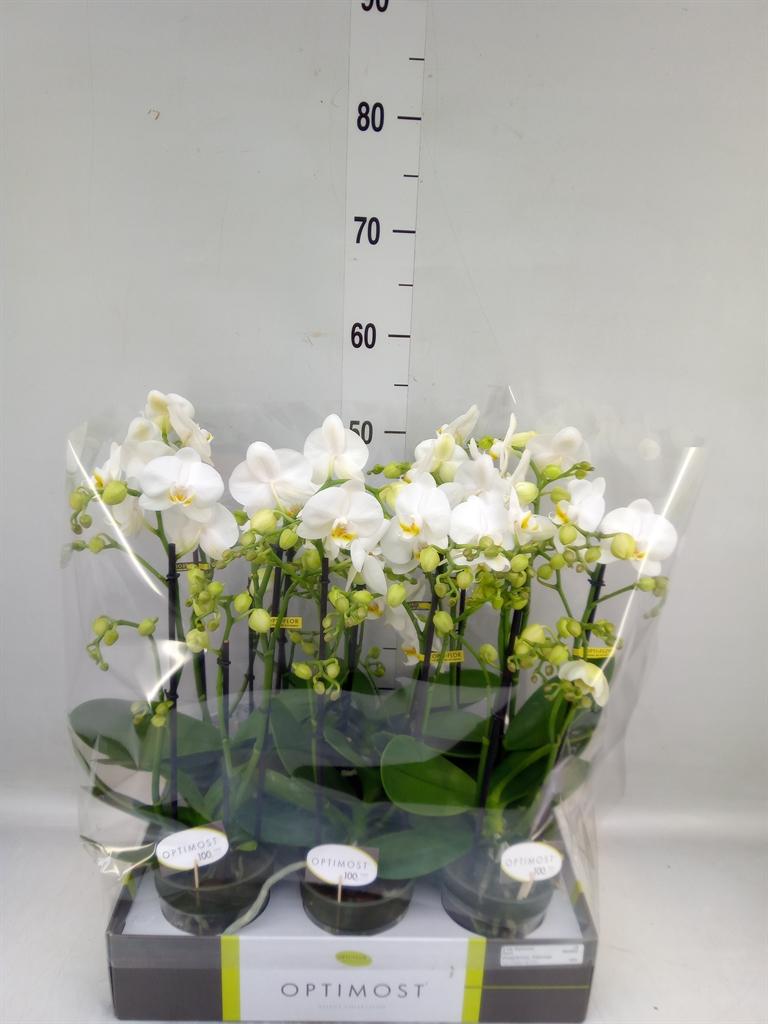 Горшечные цветы и растения оптом Phalaenopsis Multi.   ...white от 6шт из Голландии с доставкой по России