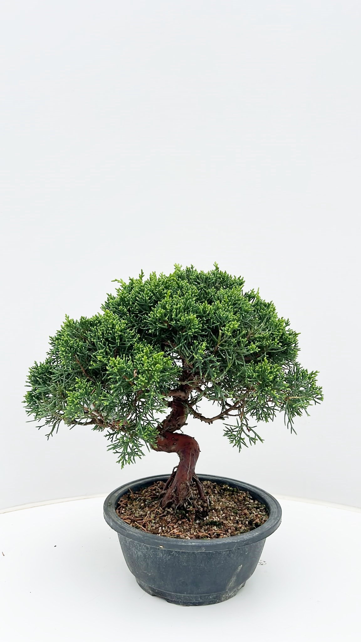 Горшечные цветы и растения оптом Bonsai Juniperus Chinensis от 1шт из Голландии с доставкой по России