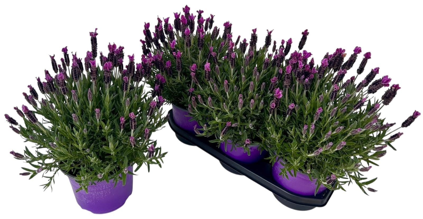 Горшечные цветы и растения оптом Lavan Stoechas от 3шт из Голландии с доставкой по России