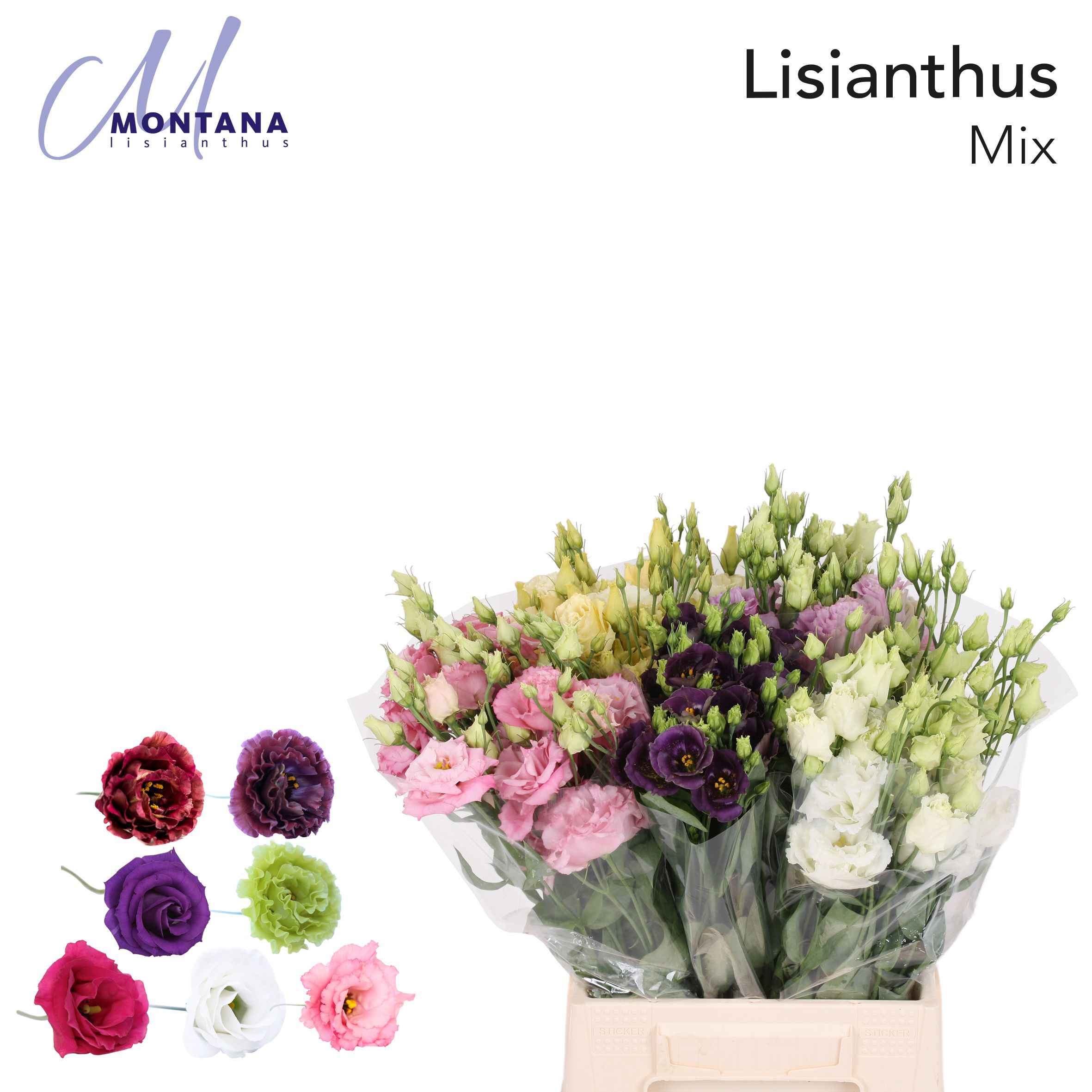 Срезанные цветы оптом Lisianthus do mix in bucket от 50шт из Голландии с доставкой по России