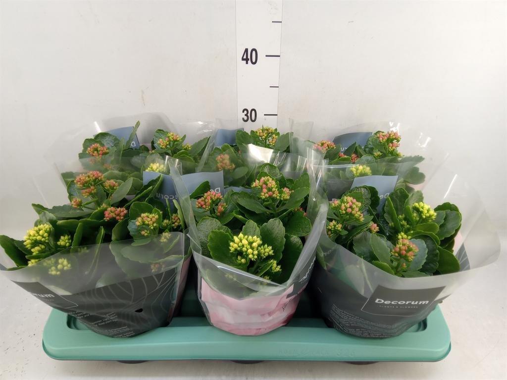 Горшечные цветы и растения оптом Kalanchoe Blos.   ..rosebud Mix/pot от 6шт из Голландии с доставкой по России
