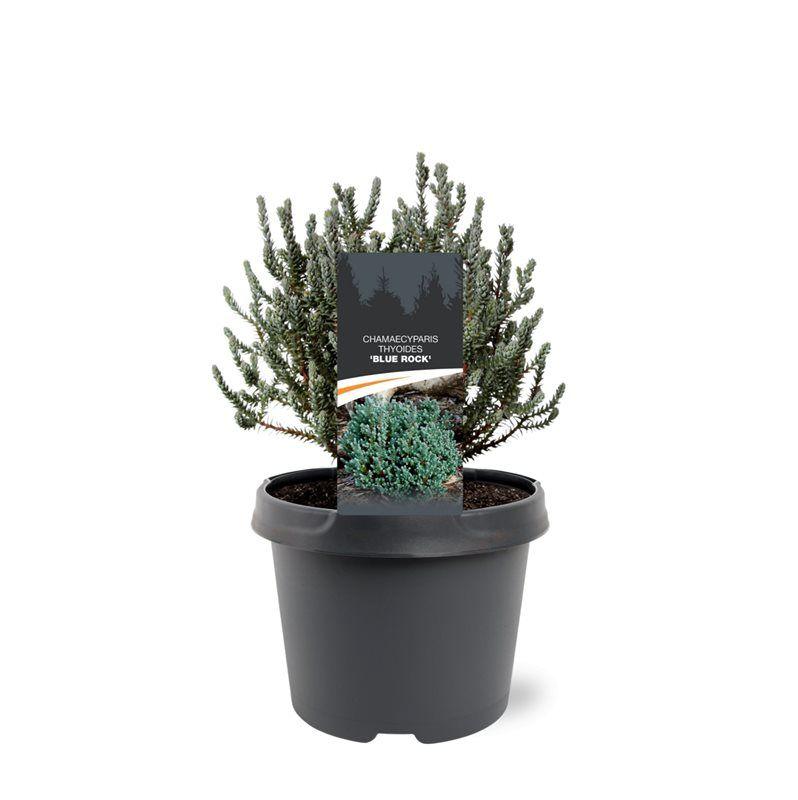 Горшечные цветы и растения оптом Chamaecyparis Thy Blue Rock от 1шт из Голландии с доставкой по России