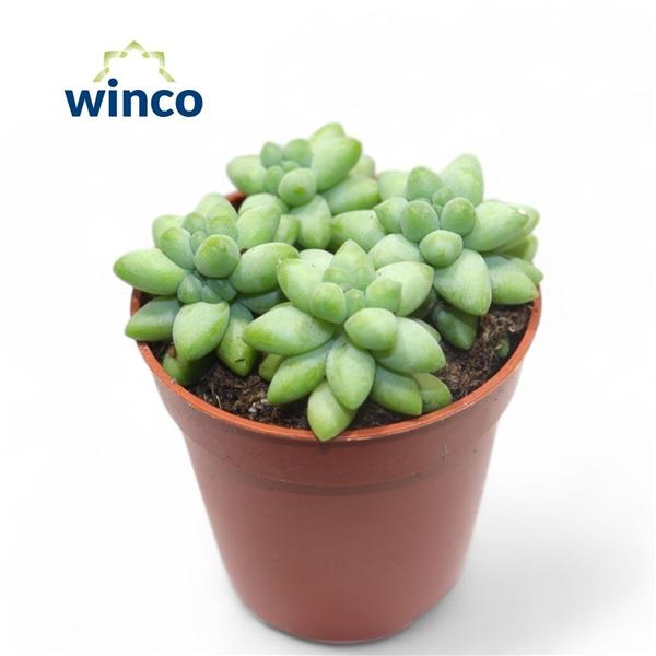 Горшечные цветы и растения оптом Sedum Burrito от 20шт (для телеги) из Голландии с доставкой по России