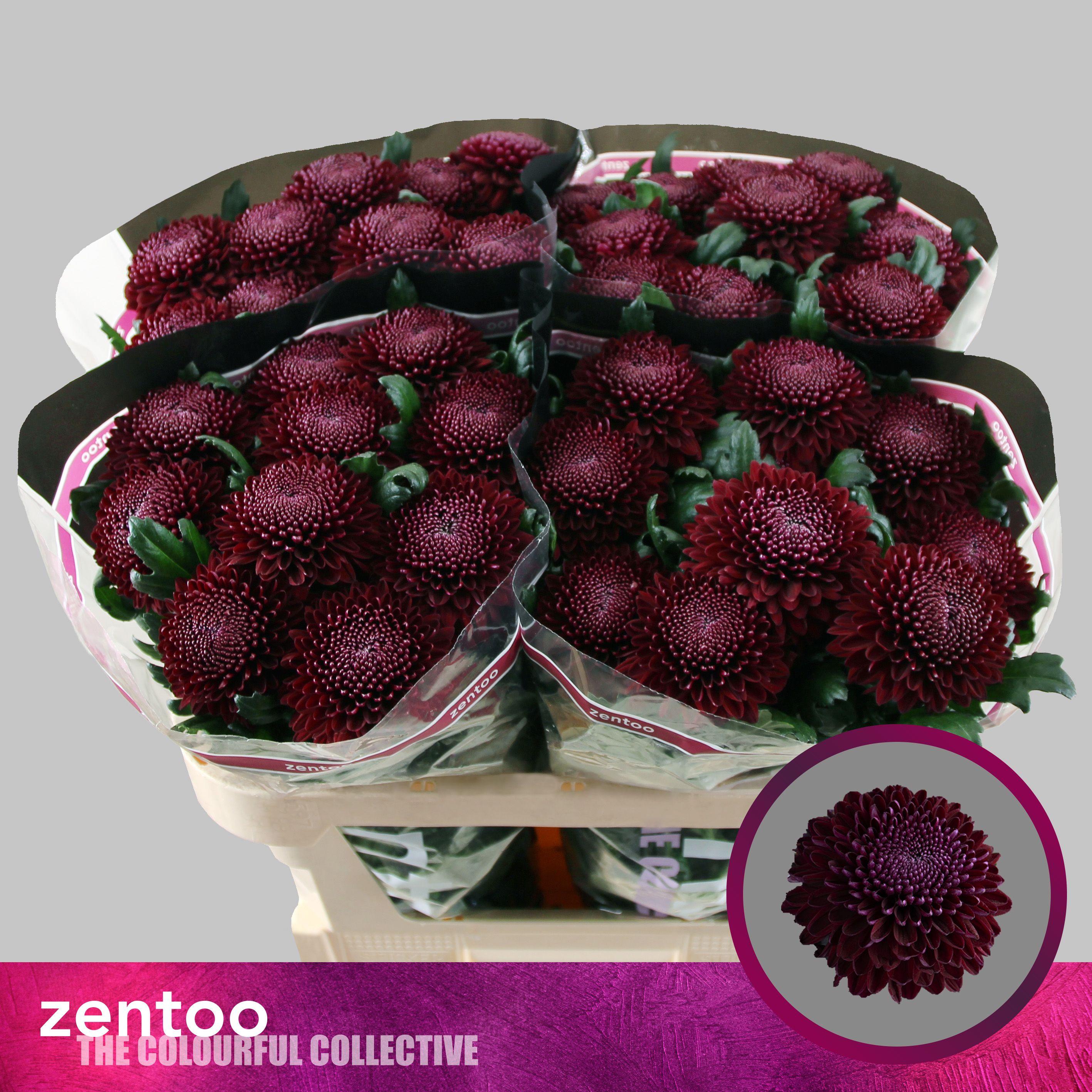 Срезанные цветы оптом Chrys bl poker от 40шт из Голландии с доставкой по России