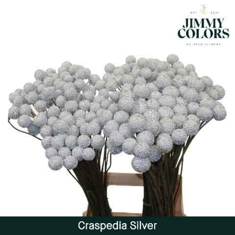 Срезанные цветы оптом Craspedia paint silver от 50шт из Голландии с доставкой по России