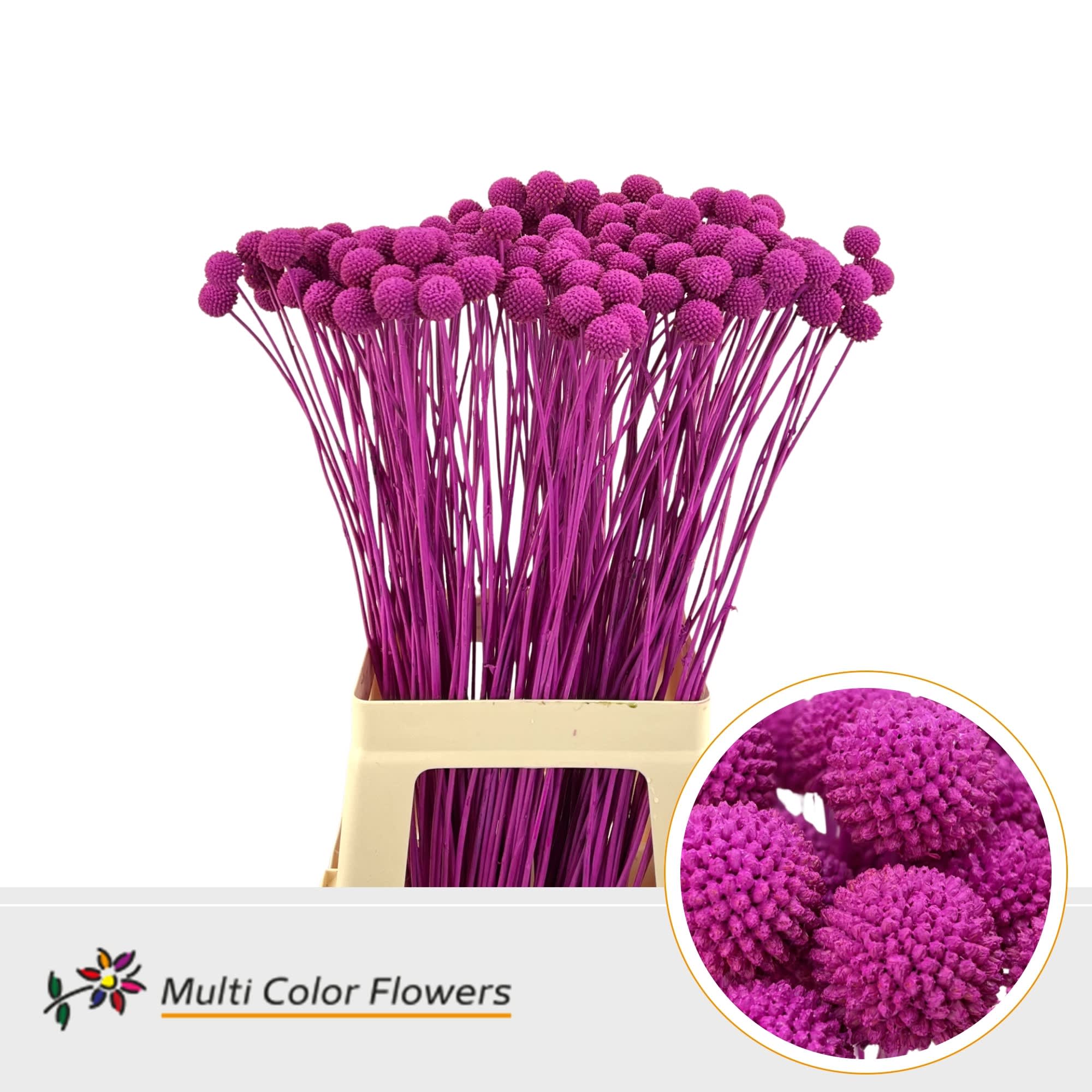 Срезанные цветы оптом Craspedia paint erica от 200шт из Голландии с доставкой по России