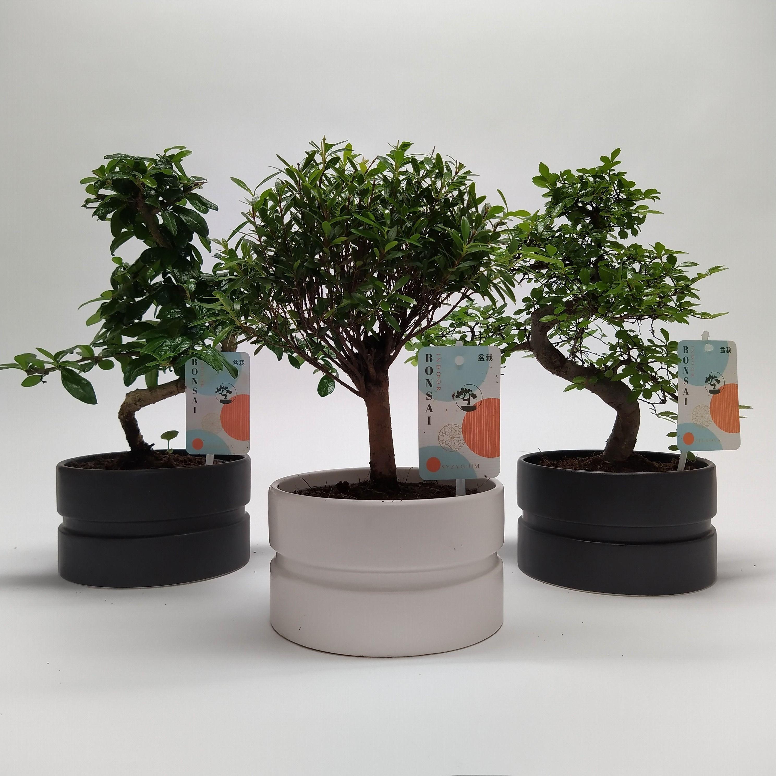 Горшечные цветы и растения оптом Bonsai Mix Dumbbell от 6шт из Голландии с доставкой по России