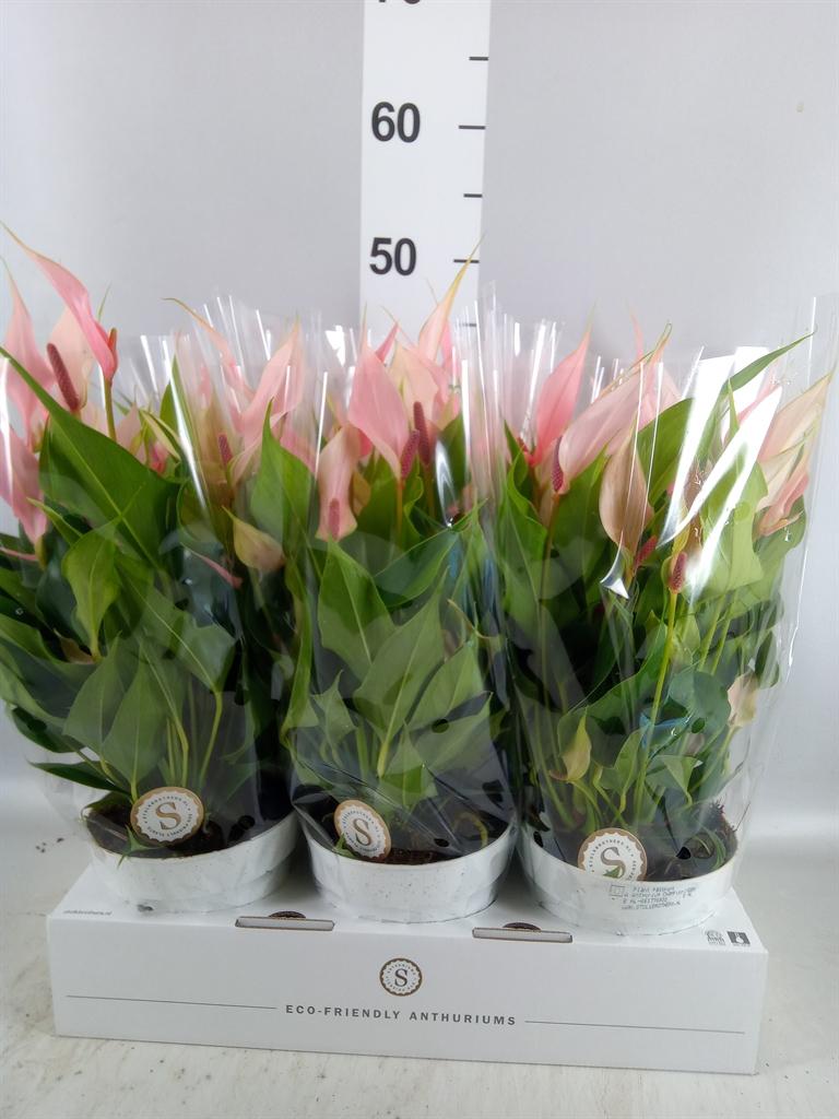 Горшечные цветы и растения оптом Anthurium Andr. lilli от 6шт из Голландии с доставкой по России