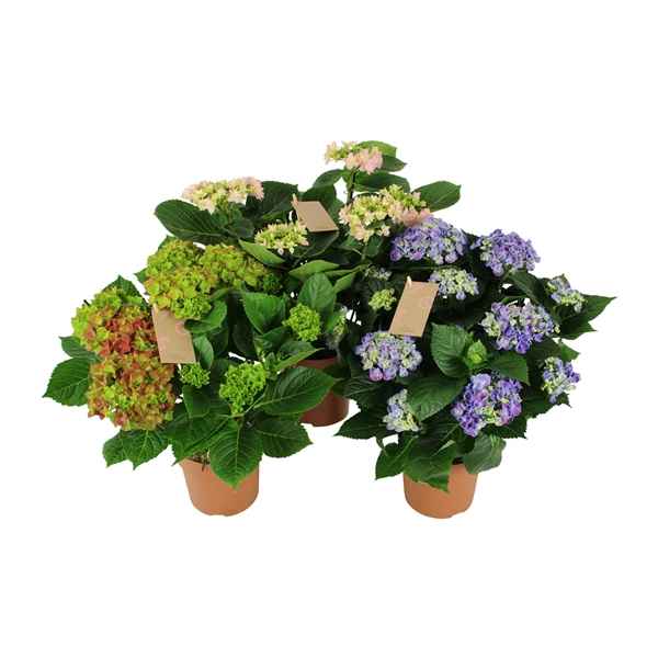 Горшечные цветы и растения оптом Hydrangea Ma Special Mix 7+ от 6шт из Голландии с доставкой по России