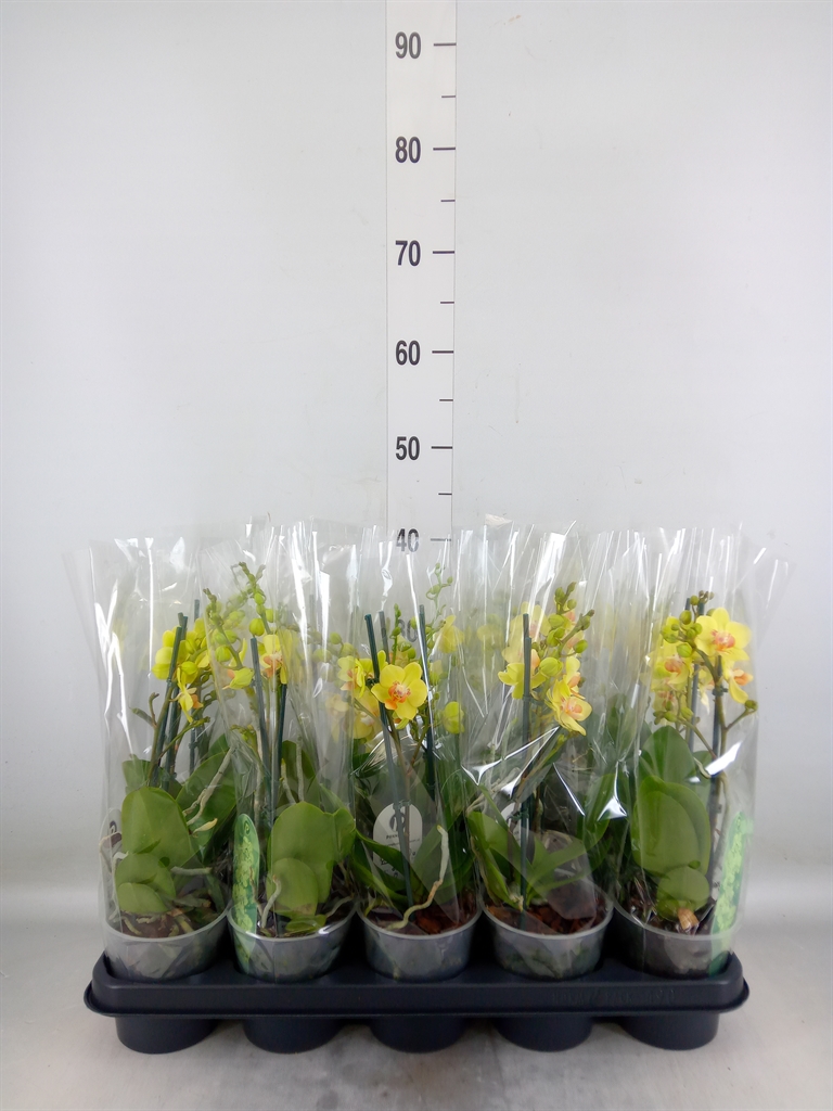 Горшечные цветы и растения оптом Phalaenopsis Multi. ...yellow от 10шт из Голландии с доставкой по России Горшечные цветы и растения оптом Phalaenopsis Multi. ...yellow от 10шт из Голландии с доставкой по России