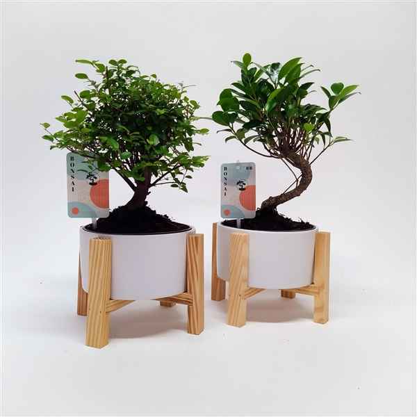 Горшечные цветы и растения оптом Bonsai Mix In Wooden Cross от 6шт из Голландии с доставкой по России