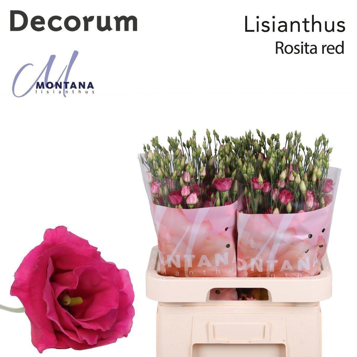 Срезанные цветы оптом Lisianthus do rosita red от 40шт из Голландии с доставкой по России