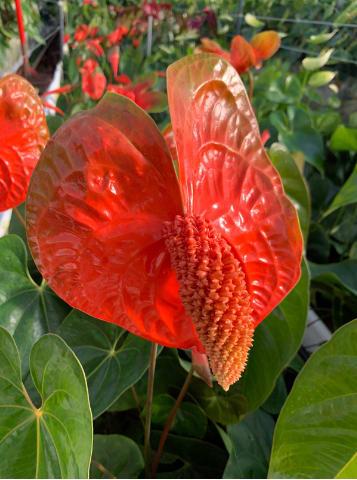 Срезанные цветы оптом Anthurium indiana magic от 12шт из Голландии с доставкой по России