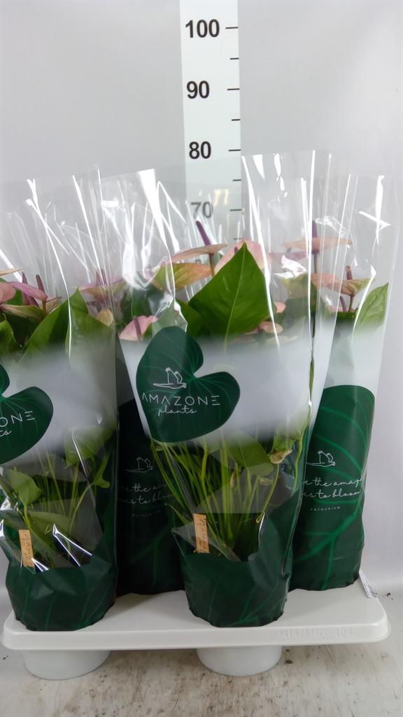 Горшечные цветы и растения оптом Anthurium Andr. laguna от 4шт из Голландии с доставкой по России