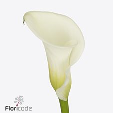 Срезанные цветы оптом Zantedeschia white art от 40шт из Голландии с доставкой по России